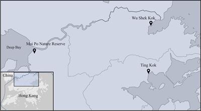 Widespread occurrence of endogenous cellulase production and glycosyl hydrolase in grapsoid crabs along the land-sea transition indicates high potential for mineralisation of mangrove production